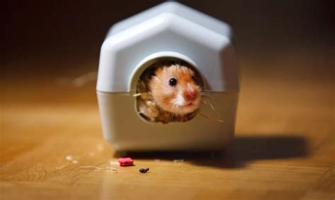 do hamsters like music? what if they do, could it be beneficial?