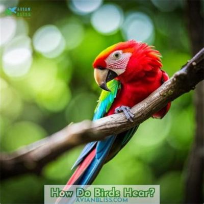 do parrots like music so much that they can sing along?