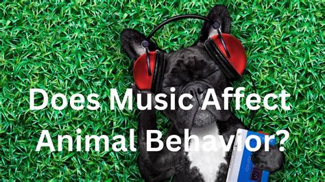 Does Music Affect Animal Behavior? How Do Different Sounds Influence Wildlife?